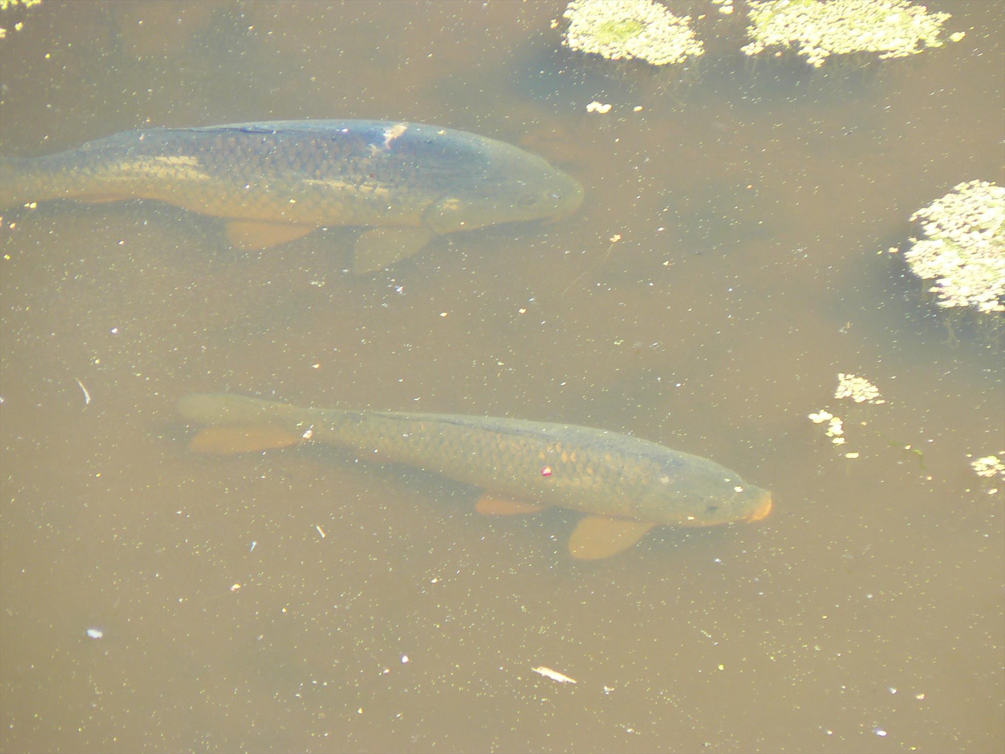 Crapi salbatici si alti pesti - p1030466.JPG